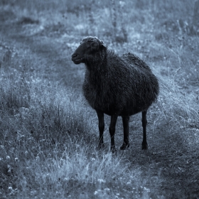 Заблудшая овца автора Getsevphoto