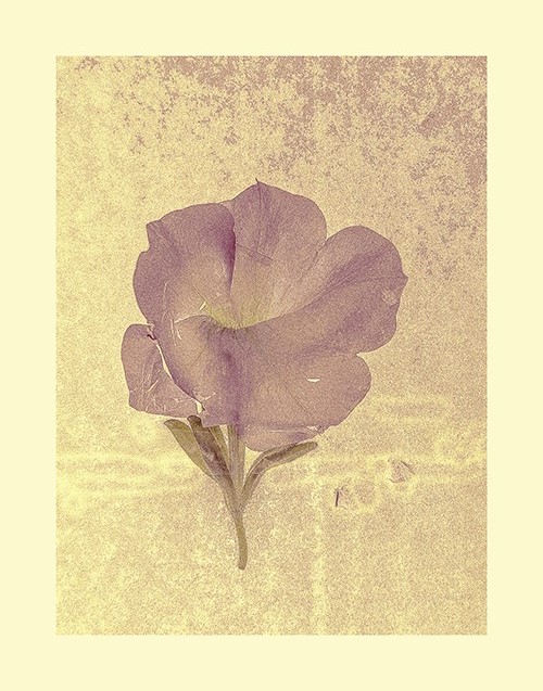 Herbarium (серия)