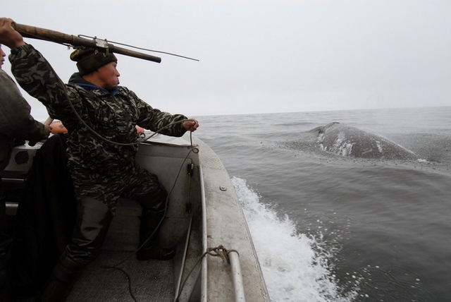 Серия "Охота на кита", Андрей Шапран, Новосибирск