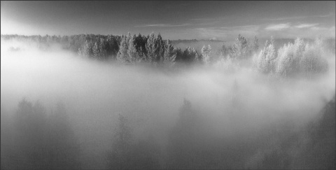 Деревья в тумане утром. автора 