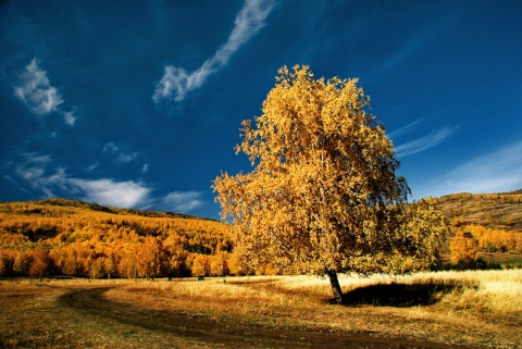 Осень золотая