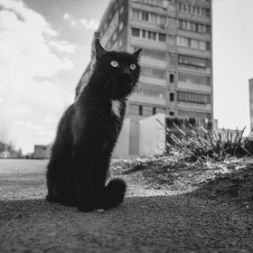 Жил да был черный кот ... автора tikhomirov_dmitriy