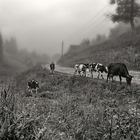 На выпас автора fotososunov1955