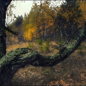 Старая береза автора fotososunov1955