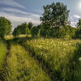 Июнь, время заготавливать Лабазник автора fotososunov1955