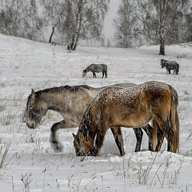 Башкирские лошадки автора fotososunov1955