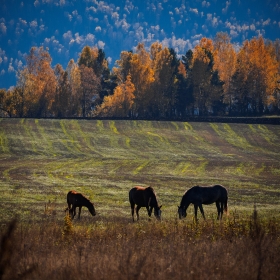 Пасутся кони в поле осеннем автора giviryak
