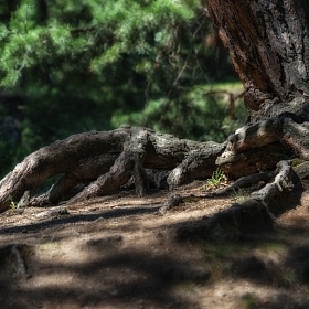 На кривых корнях, деревья стоят крепче автора fotososunov1955