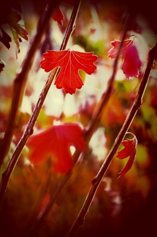 ... и осень яркими красками сплетает дивный узор автора Prihodko