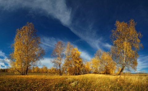 Gold&#39;N&#39;Blue автора t_berg