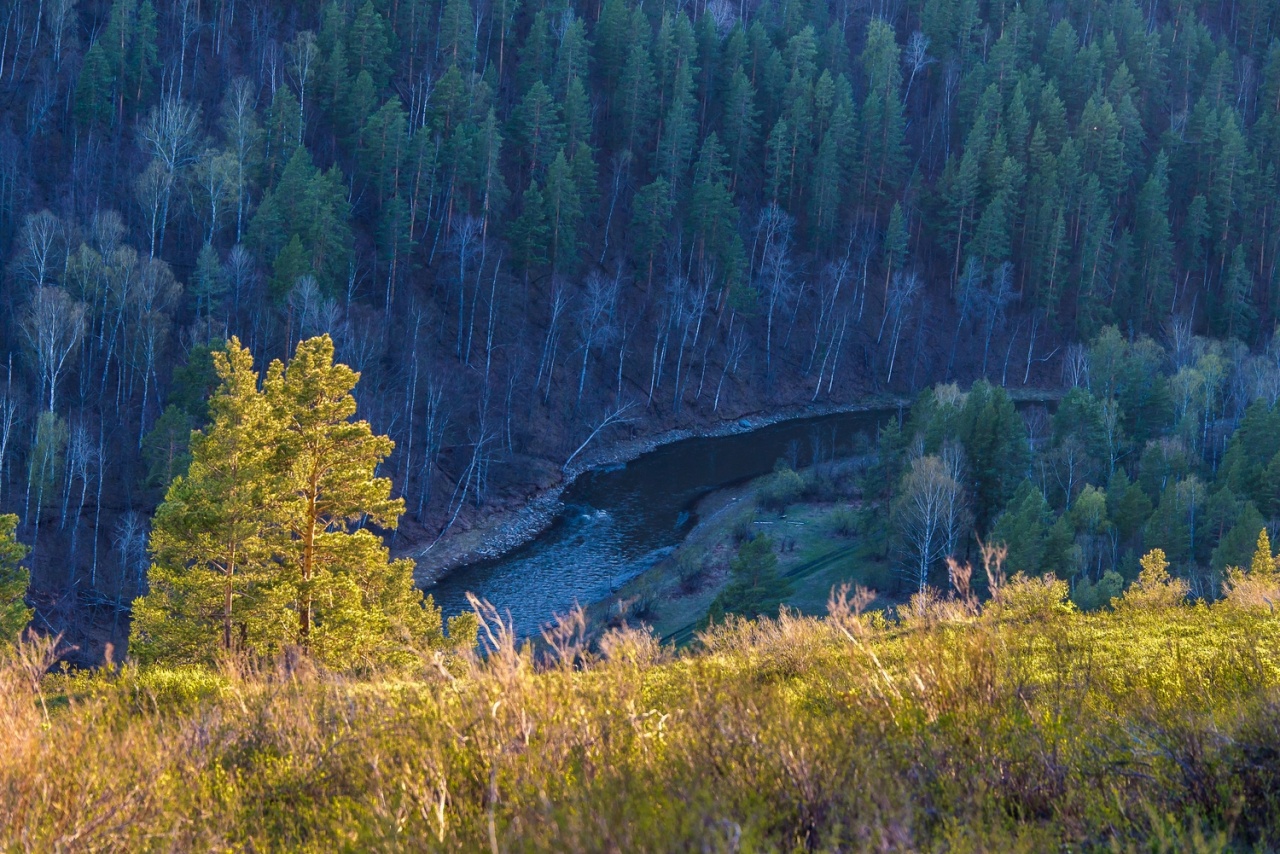 Графика весеннего леса (серия)