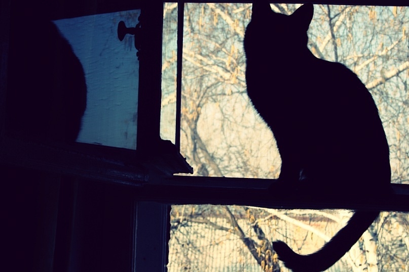 Кошка на окошке.