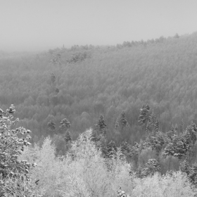 Зимний лес автора tormen