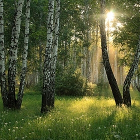 Утро в лесу автора Angela_Usmanova