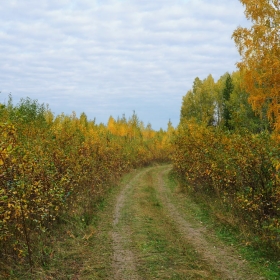 Дорога в осень автора tumanov