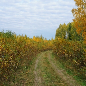 Дорога в осень