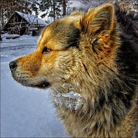 Пес. автора fotososunov1955