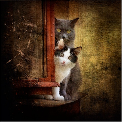Кот и кошка автора astahov