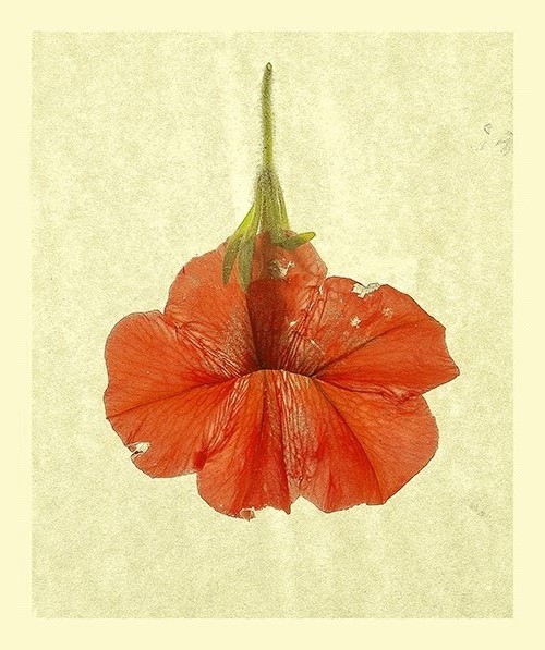 Herbarium (серия)