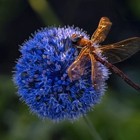 Dragonfly автора fotososunov1955