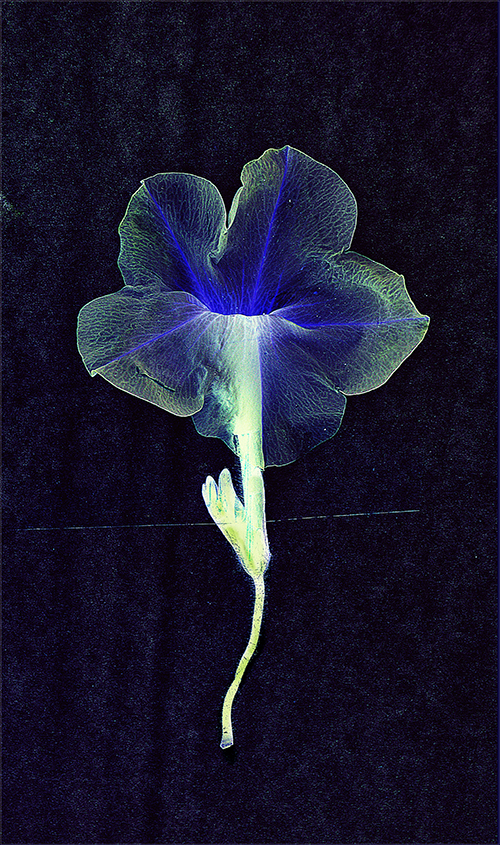 Herbarium Versa (серия)