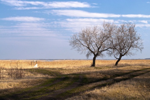 Про весну автора sharikov