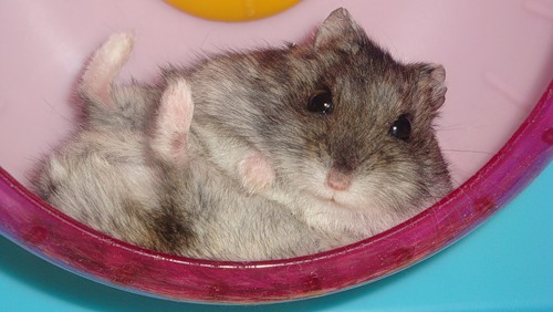 хома