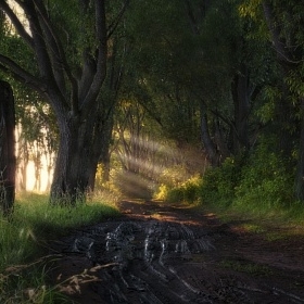 Угрюмый, неподвижный, полусонный,  знакомый лес... автора fotososunov1955
