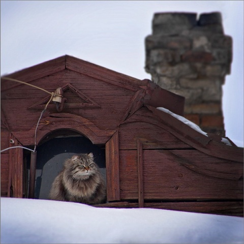 Кошкин дом автора Anna_Mochalova