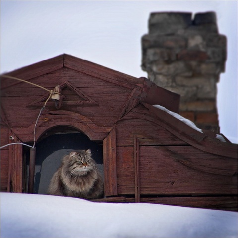 Кошкин дом