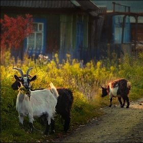 разговоры ни о ком на улице Болотной. автора fotososunov1955