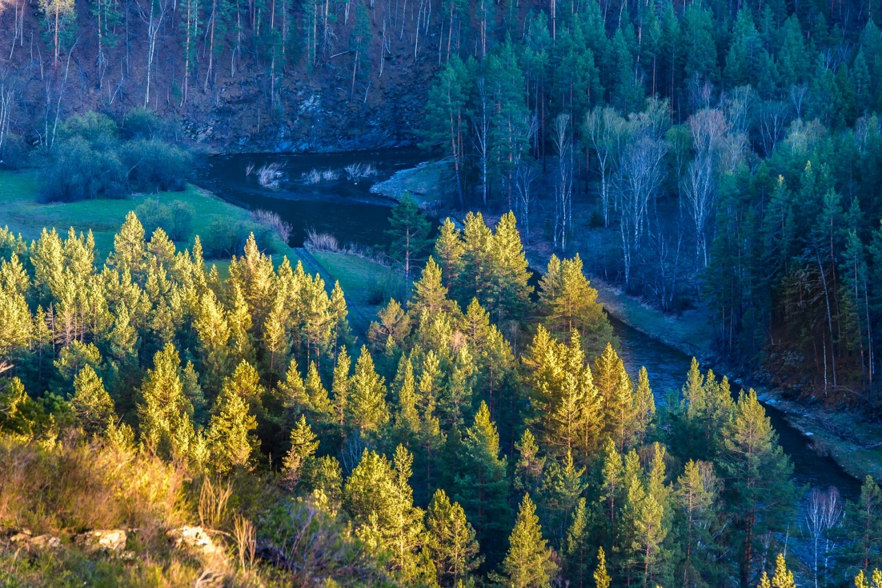 Графика весеннего леса (серия)