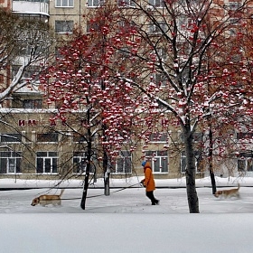 Собачья радость автора fotososunov1955