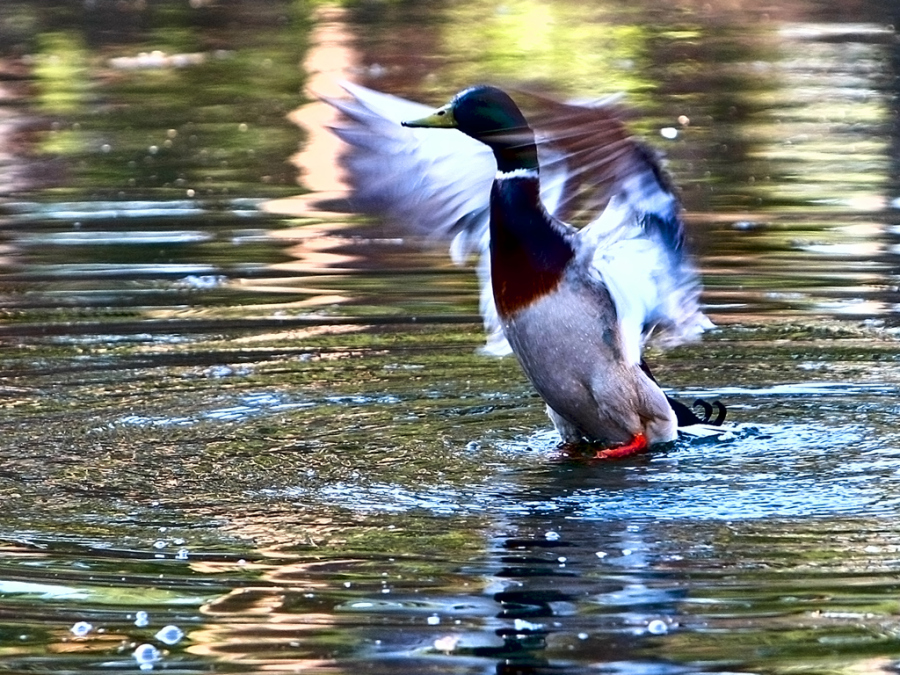 water-skier