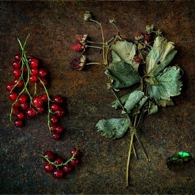 Herbárium автора fotososunov1955