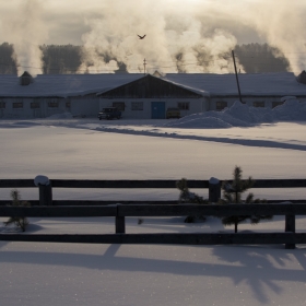 Морозное утро на ферме автора giviryak