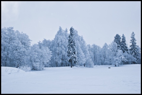 Пришла зима. Собака рада. автора genilin