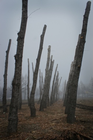 туман вгороде автора voronin