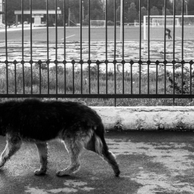 Жизнь собачья. автора postrokov