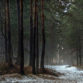 Челябинский городской бор. Тёмный лес автора fotososunov1955