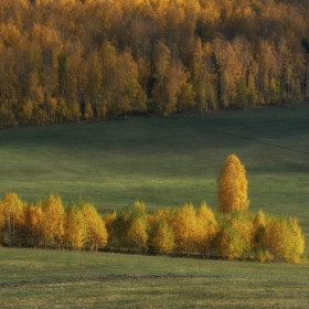 Золотой остров