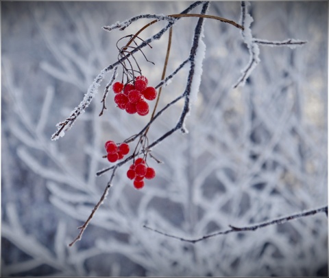 Калины ягоды красней, чем кровь, противились зиме... автора 