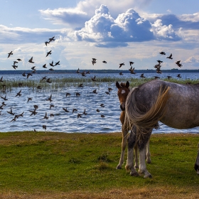 Жизнь на берегу озера. автора borovikovayu