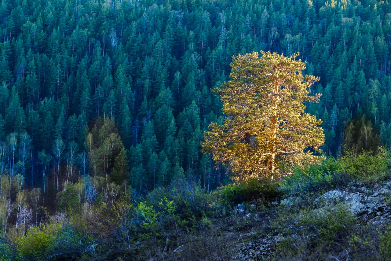 Графика весеннего леса (серия)