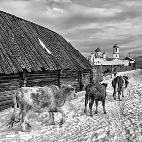 Село Вознесенка. Телята автора fotososunov1955