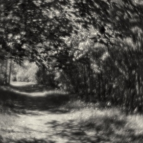 По лесной дорожке ( Achromat ) автора fotososunov1955