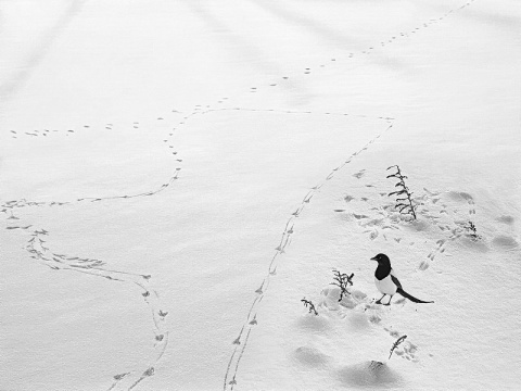 Рисуют птицы на снегу автора Kuvshinov