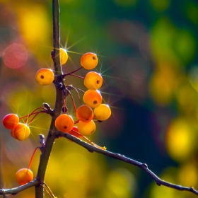 Осень. Дикие яблочки. автора tumanov