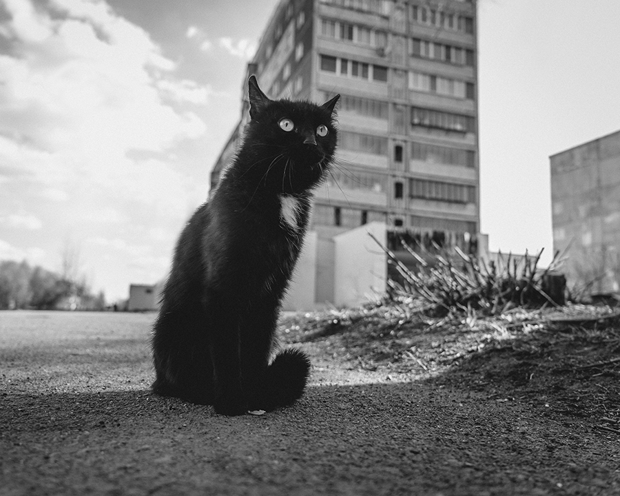 Жил да был черный кот ...