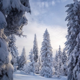 Гуляя по зимнему лесу автора KocherginDA